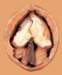 c003098_small.jpg