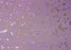 ib13101_small.jpg