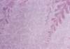 ib13107_small.jpg