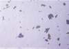 ib13111_small.jpg