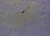 ib13180_small.jpg