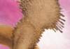 ib13194_small.jpg