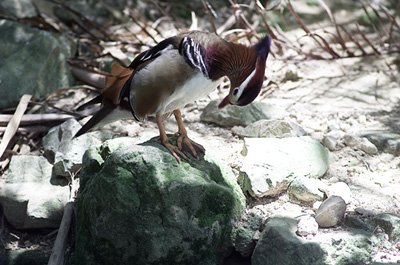 bdq010020.jpg