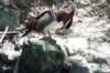 bdq010020_small.jpg