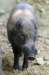 bdq010060_small.jpg