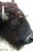 bdq010078_small.jpg