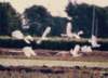 photo60_small.jpg
