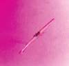 aib001047_small.jpg