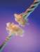 aib003064_small.jpg