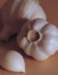 aib013014_small.jpg