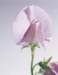 aib016004_small.jpg