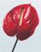 aib016011_small.jpg
