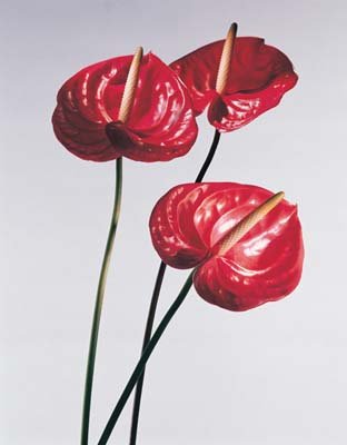 aib016012.jpg