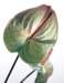 aib016013_small.jpg