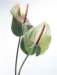 aib016014_small.jpg