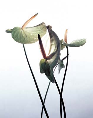 aib016015.jpg