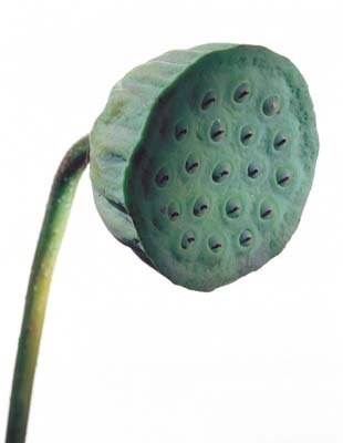 aib016020.jpg