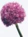 aib016026_small.jpg