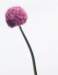 aib016027_small.jpg