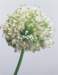 aib016028_small.jpg