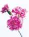 aib016030_small.jpg