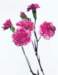 aib016031_small.jpg