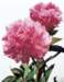 aib016034_small.jpg