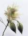 aib016039_small.jpg