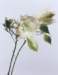 aib016040_small.jpg