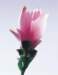 aib016041_small.jpg