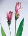 aib016042_small.jpg