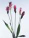 aib016043_small.jpg