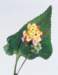 aib016045_small.jpg