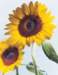 aib016046_small.jpg