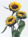 aib016047_small.jpg