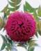 aib016049_small.jpg