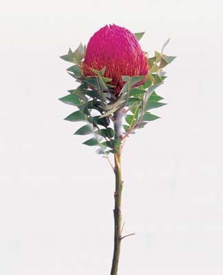 aib016050.jpg
