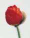 aib016054_small.jpg