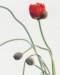 aib016055_small.jpg