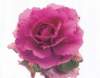 aib016056_small.jpg
