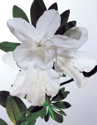 aib016058.jpg