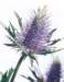 aib016059_small.jpg