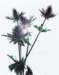 aib016061_small.jpg