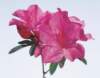 aib016067_small.jpg