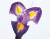 aib016068_small.jpg