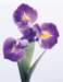 aib016069_small.jpg