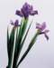 aib016070_small.jpg