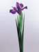 aib016071_small.jpg