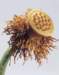 aib016072_small.jpg