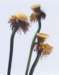 aib016073_small.jpg